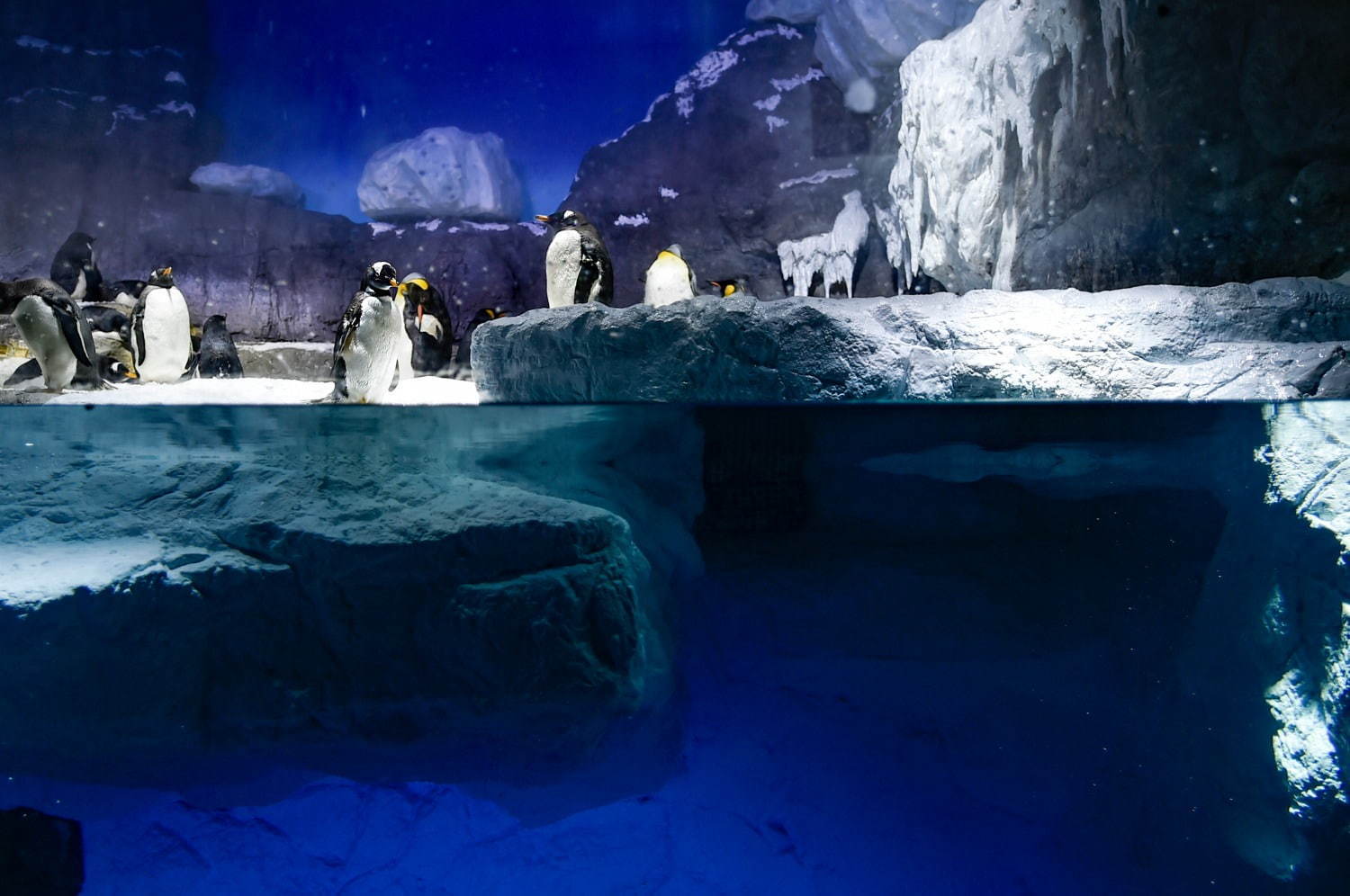 海遊館の新「南極大陸」水槽、氷の大陸＆青い海氷で水陸で暮らす“ペンギン”にフォーカス｜写真6