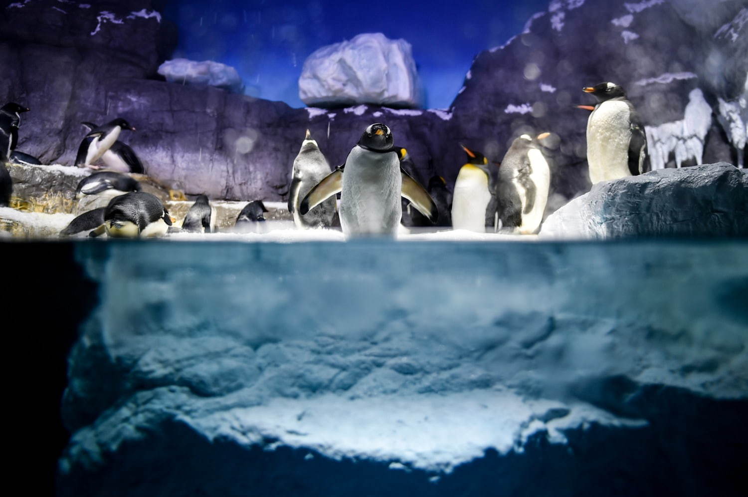 海遊館の新「南極大陸」水槽、氷の大陸＆青い海氷で水陸で暮らす“ペンギン”にフォーカス｜写真1