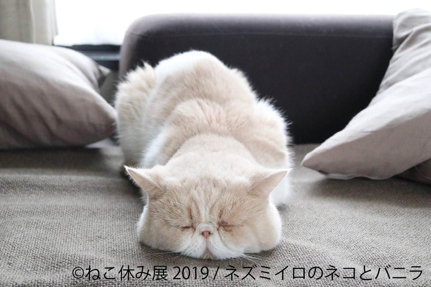 「ねこ休み展」静岡・広島を巡回、春をイメージした”スター猫”の新作展示や限定グッズなど｜写真14