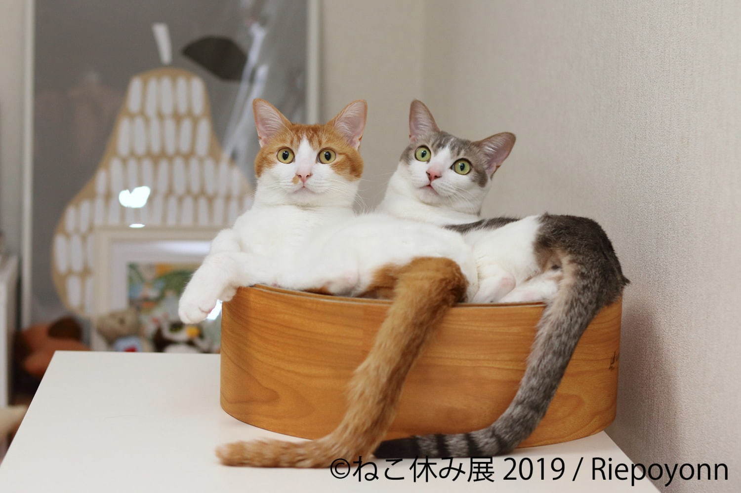 「ねこ休み展」静岡・広島を巡回、春をイメージした”スター猫”の新作展示や限定グッズなど｜写真9