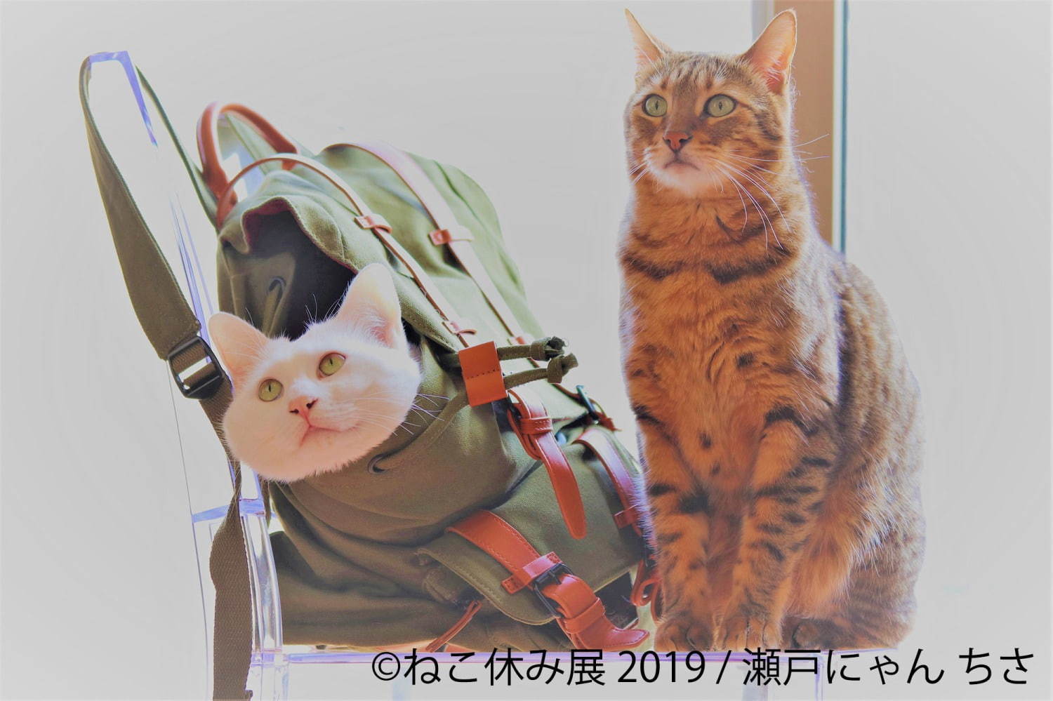 「ねこ休み展」静岡・広島を巡回、春をイメージした”スター猫”の新作展示や限定グッズなど｜写真17