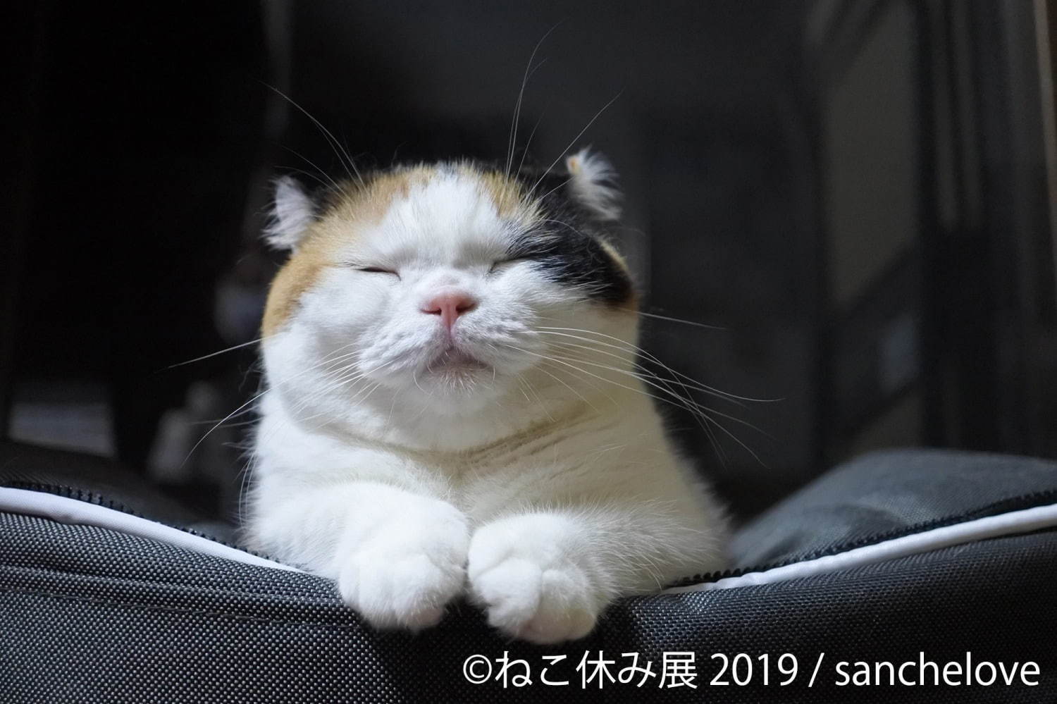 「ねこ休み展」静岡・広島を巡回、春をイメージした”スター猫”の新作展示や限定グッズなど｜写真10