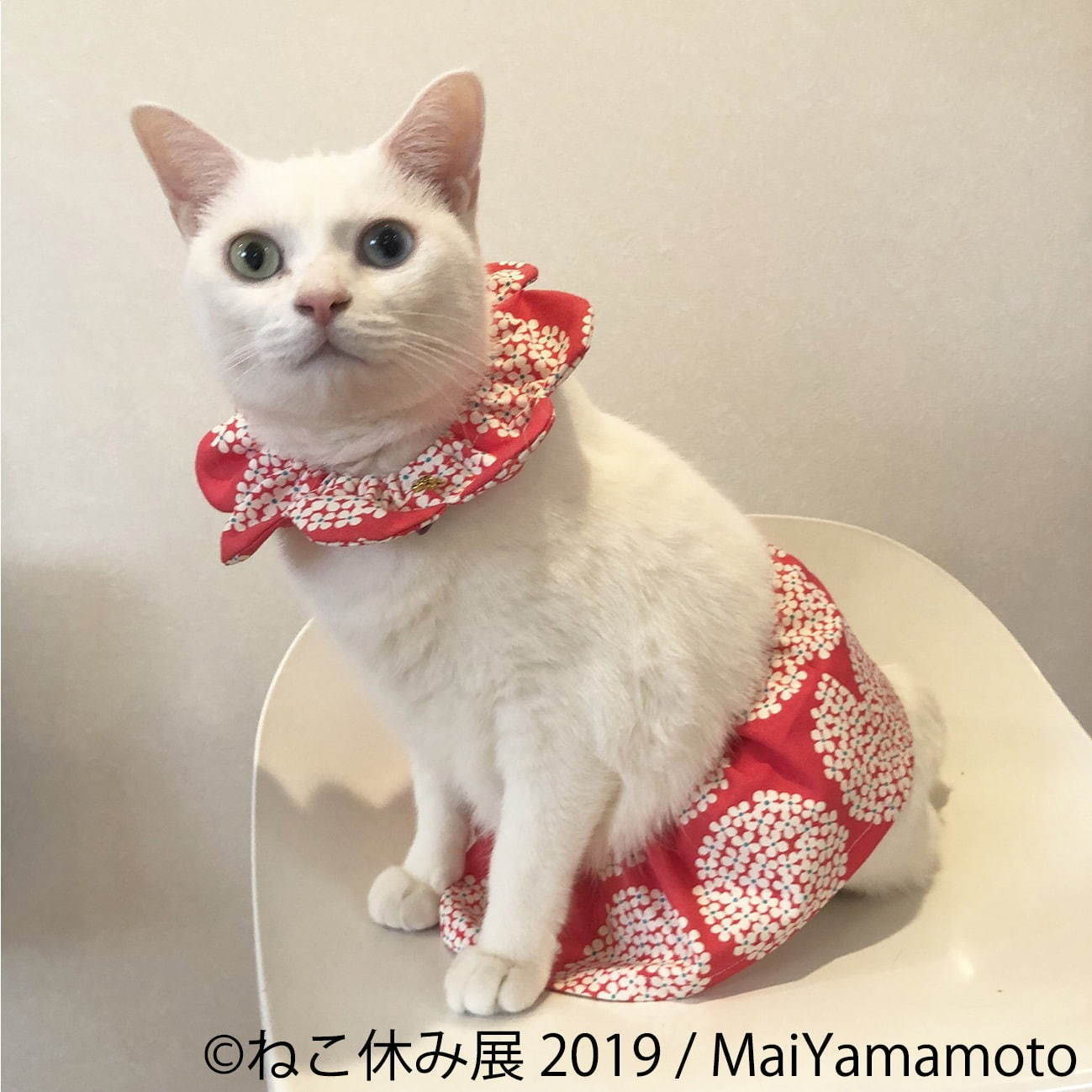 「ねこ休み展」静岡・広島を巡回、春をイメージした”スター猫”の新作展示や限定グッズなど｜写真6