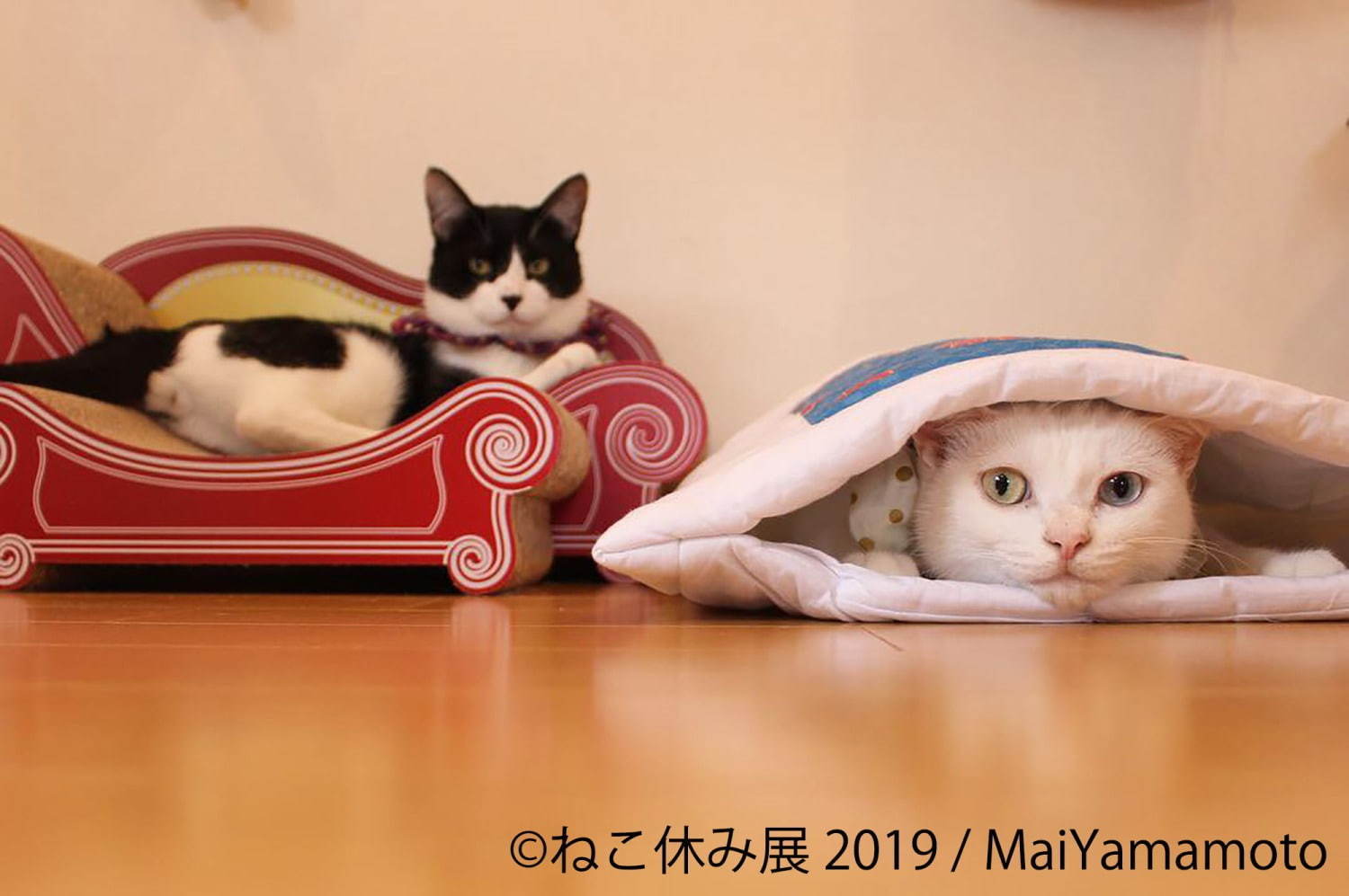 「ねこ休み展」静岡・広島を巡回、春をイメージした”スター猫”の新作展示や限定グッズなど｜写真5