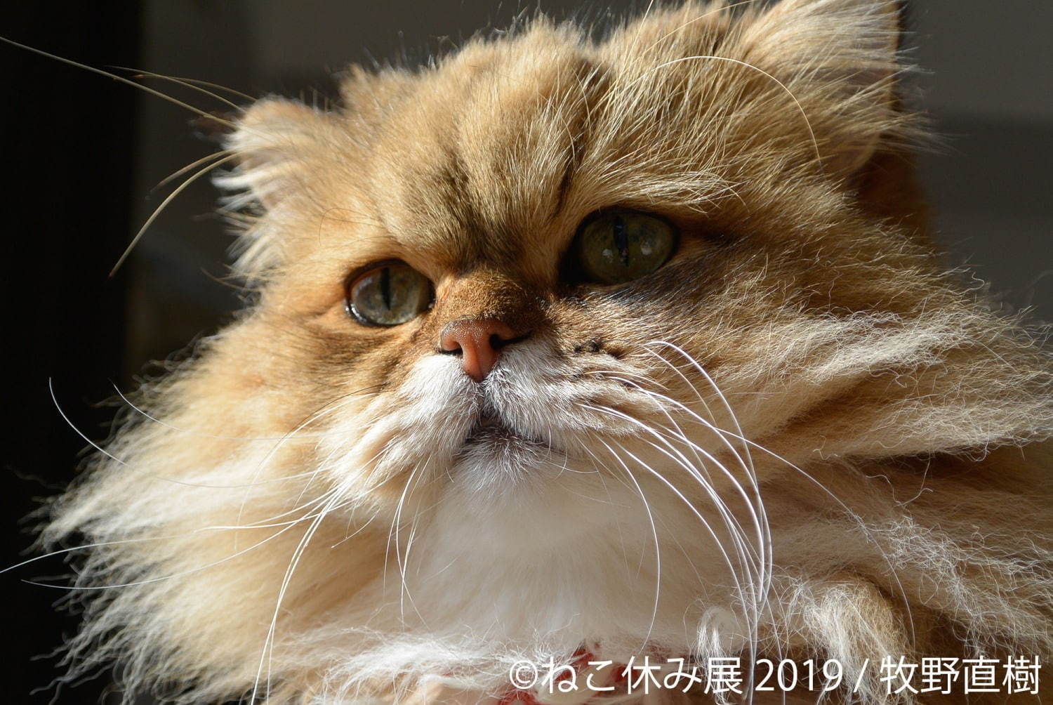 「ねこ休み展」静岡・広島を巡回、春をイメージした”スター猫”の新作展示や限定グッズなど｜写真18