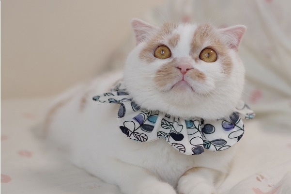 「ねこ休み展」