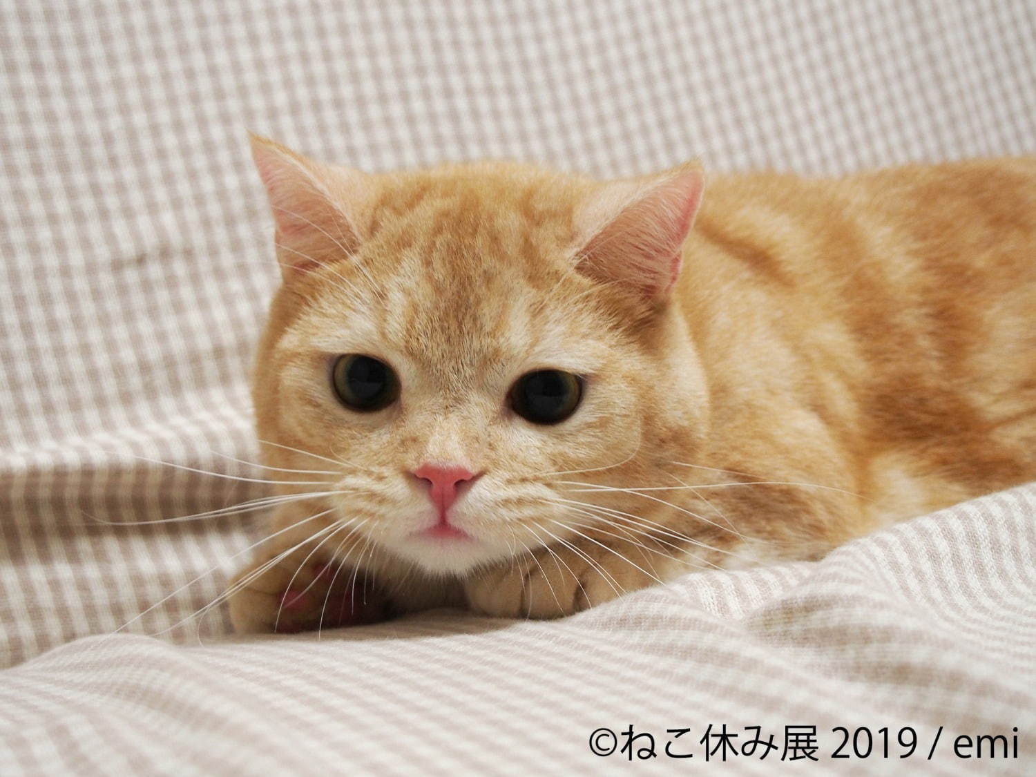 「ねこ休み展」静岡・広島を巡回、春をイメージした”スター猫”の新作展示や限定グッズなど｜写真1