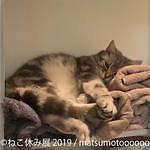 「ねこ休み展」静岡・広島を巡回、春をイメージした”スター猫”の新作展示や限定グッズなど｜写真8