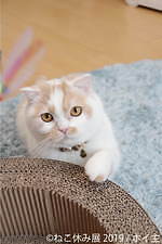 「ねこ休み展」静岡・広島を巡回、春をイメージした”スター猫”の新作展示や限定グッズなど｜写真16