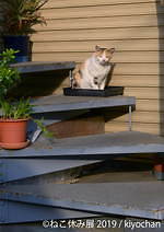 「ねこ休み展」静岡・広島を巡回、春をイメージした”スター猫”の新作展示や限定グッズなど｜写真4