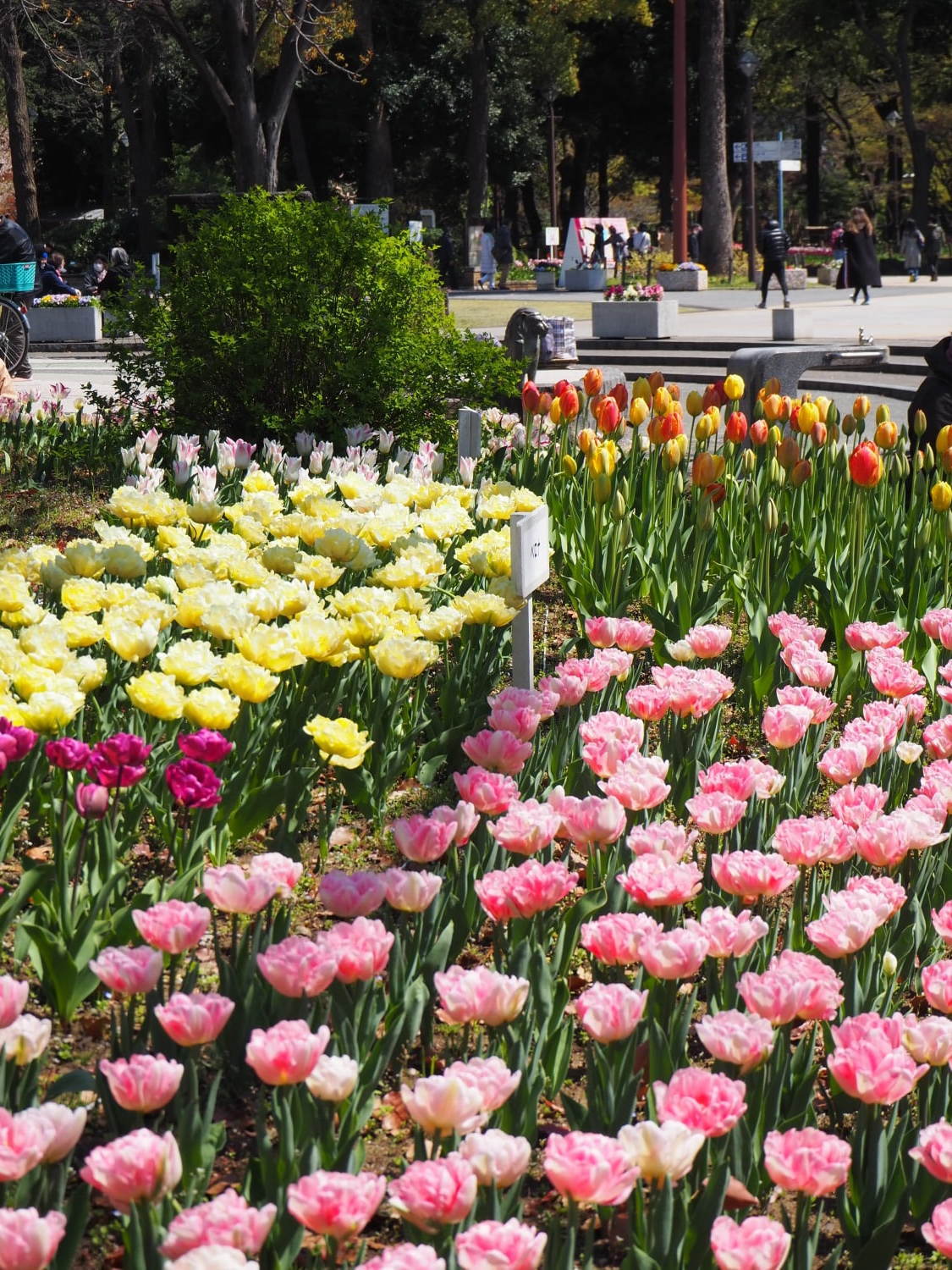 「ガーデンネックレス横浜 2019」開催、山下公園や里山公園にチューリップ＆桜が咲き誇る｜写真2