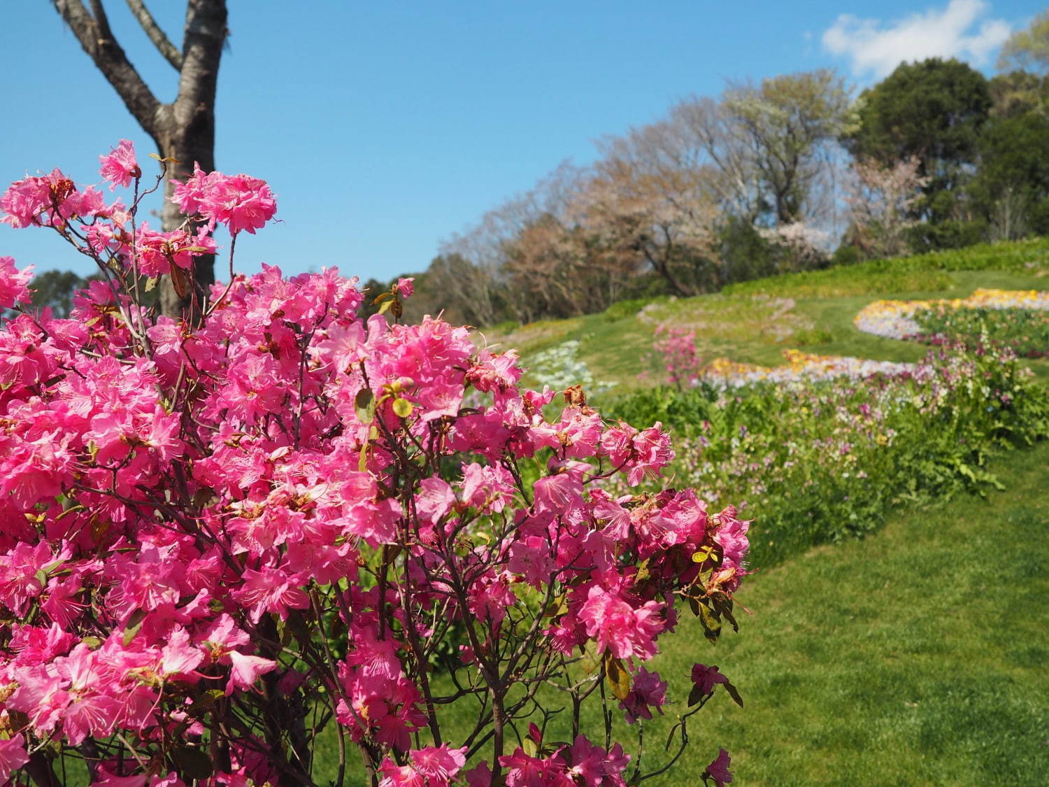 「ガーデンネックレス横浜 2019」開催、山下公園や里山公園にチューリップ＆桜が咲き誇る｜写真8