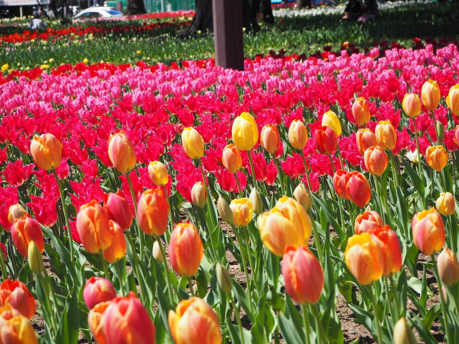 チューリップの花束ネックレス（レッド）        