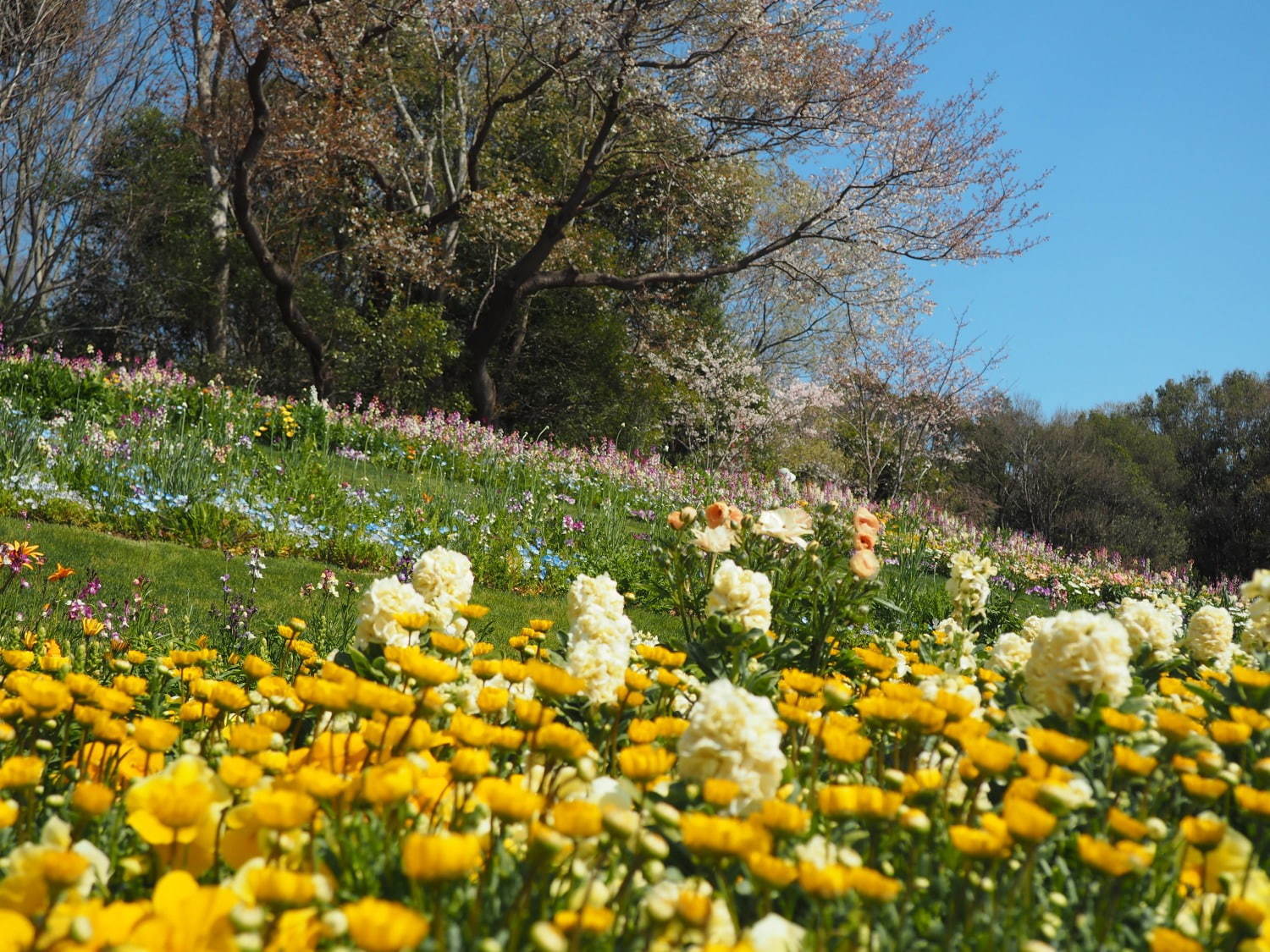 「ガーデンネックレス横浜 2019」開催、山下公園や里山公園にチューリップ＆桜が咲き誇る｜写真11