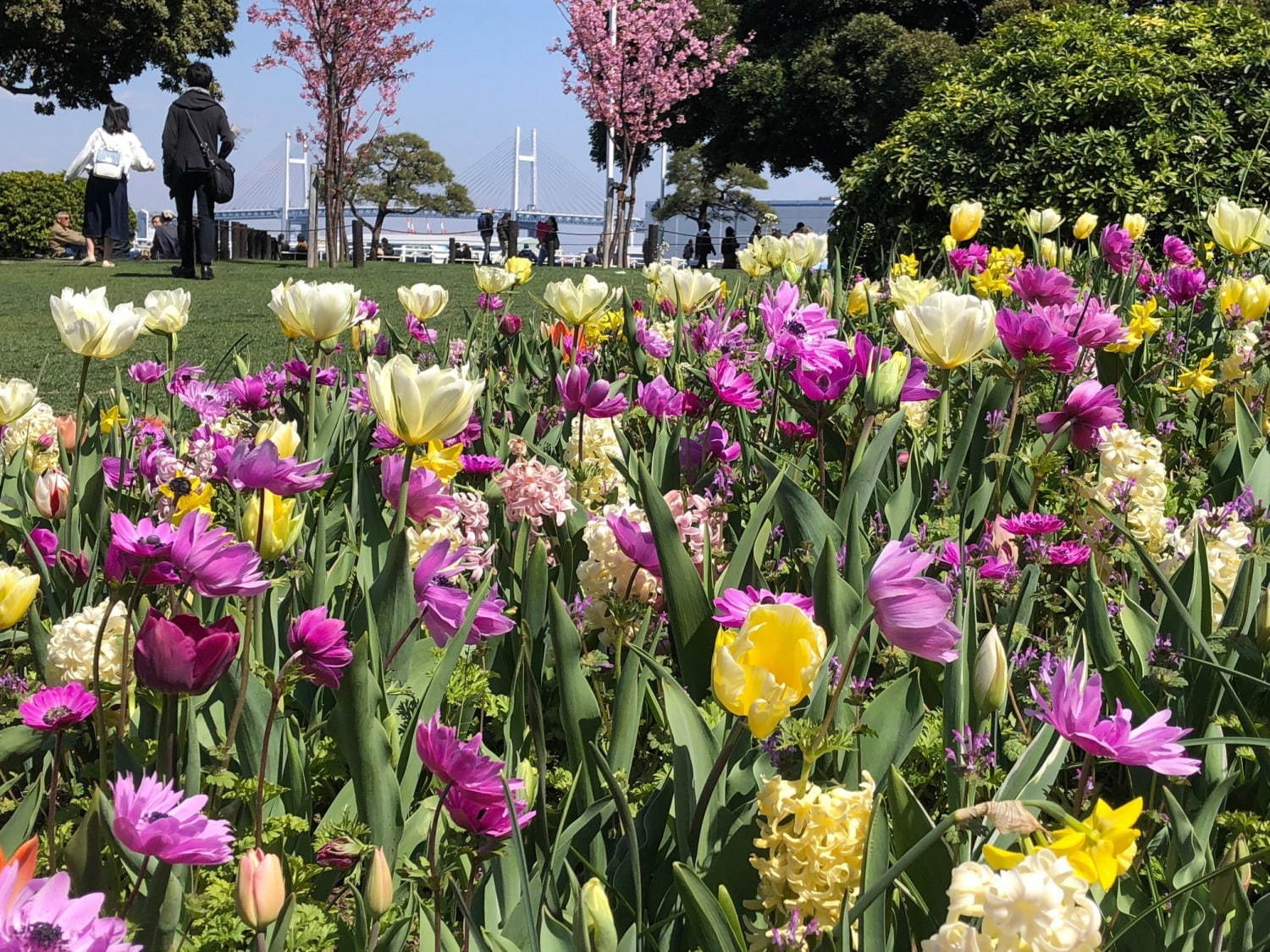 「ガーデンネックレス横浜 2019」開催、山下公園や里山公園にチューリップ＆桜が咲き誇る｜写真5