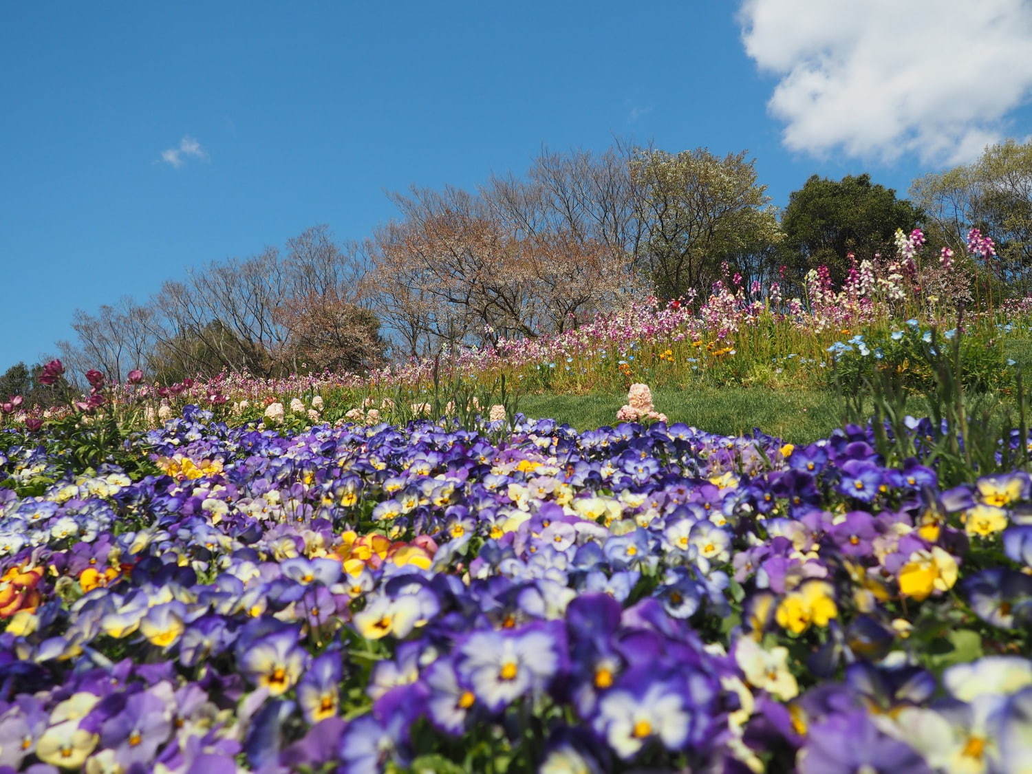 「ガーデンネックレス横浜 2019」開催、山下公園や里山公園にチューリップ＆桜が咲き誇る｜写真9