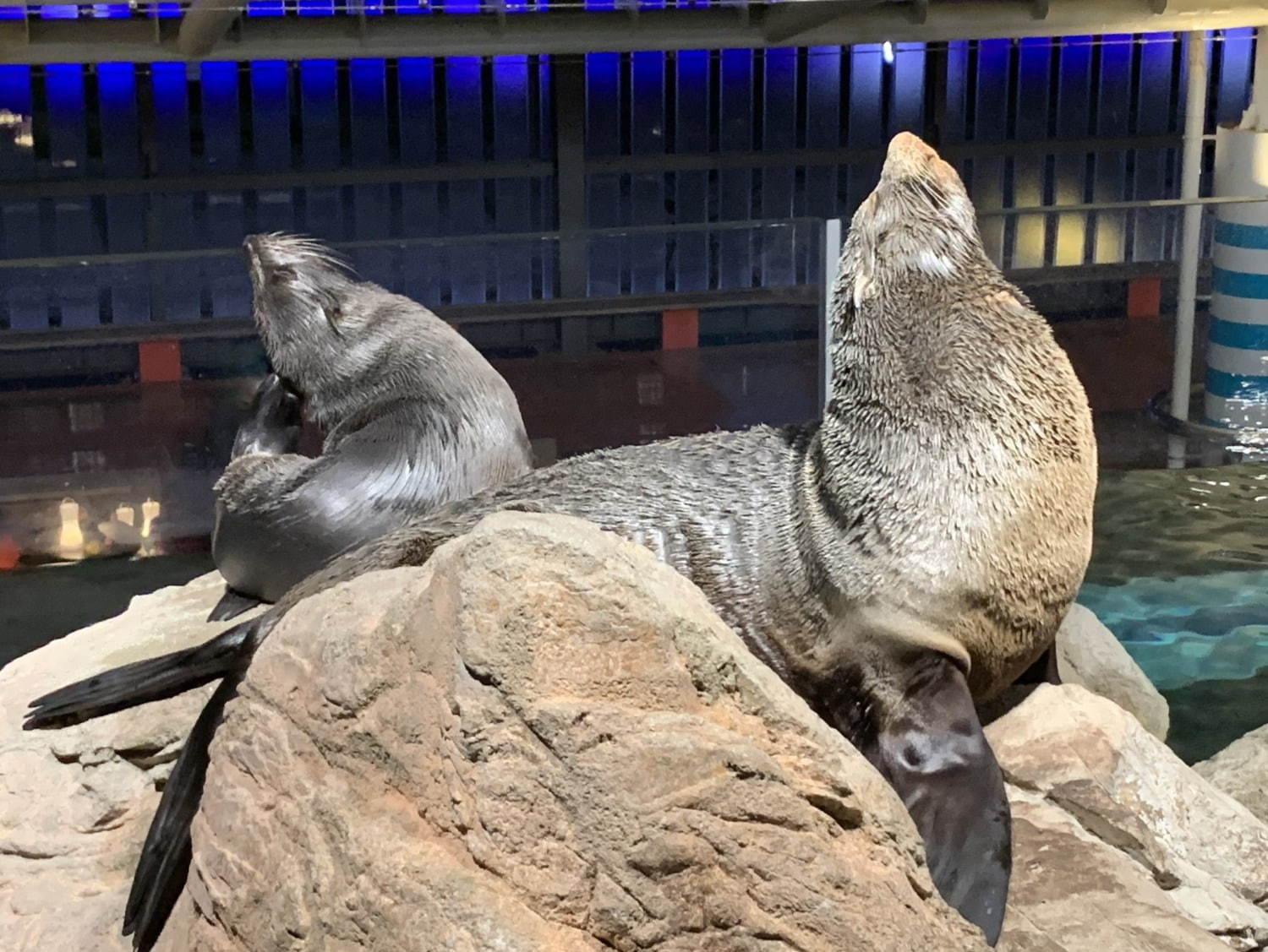 京都水族館「夜のすいぞくかん」すやすや眠るペンギン観察＆鮮やかなライトが彩る劇場型イルカショー｜写真2