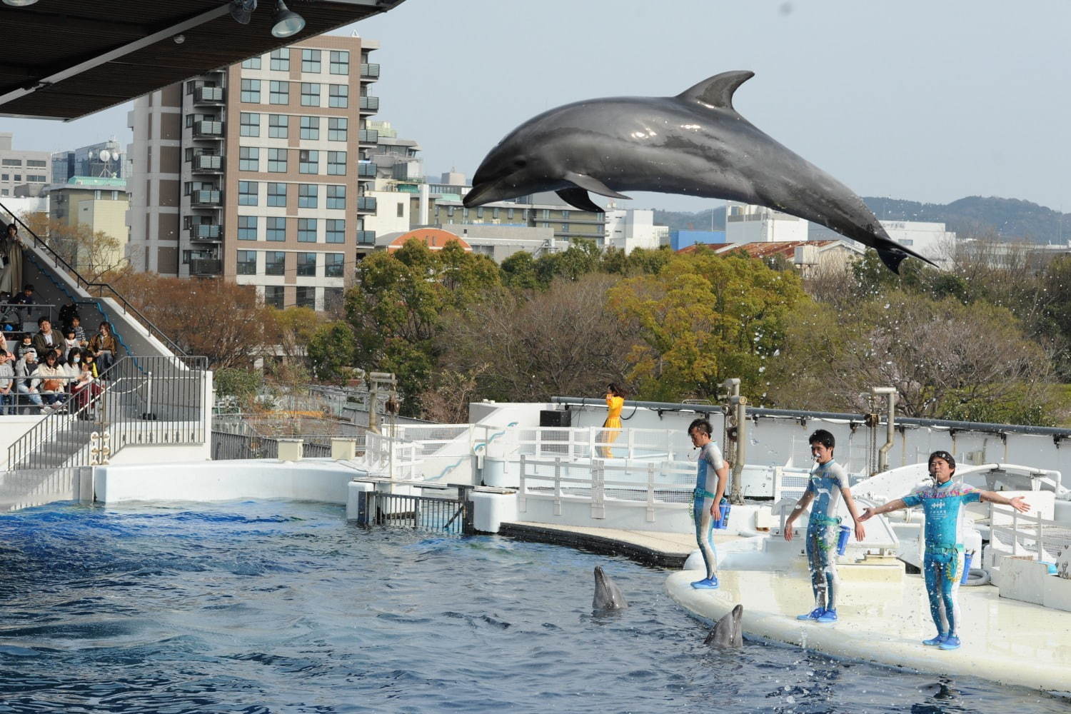 京都水族館「夜のすいぞくかん」すやすや眠るペンギン観察＆鮮やかなライトが彩る劇場型イルカショー｜写真9