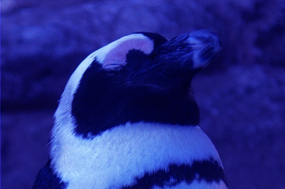 京都水族館「夜のすいぞくかん」すやすや眠るペンギン観察＆鮮やかなライトが彩る劇場型イルカショー｜写真3