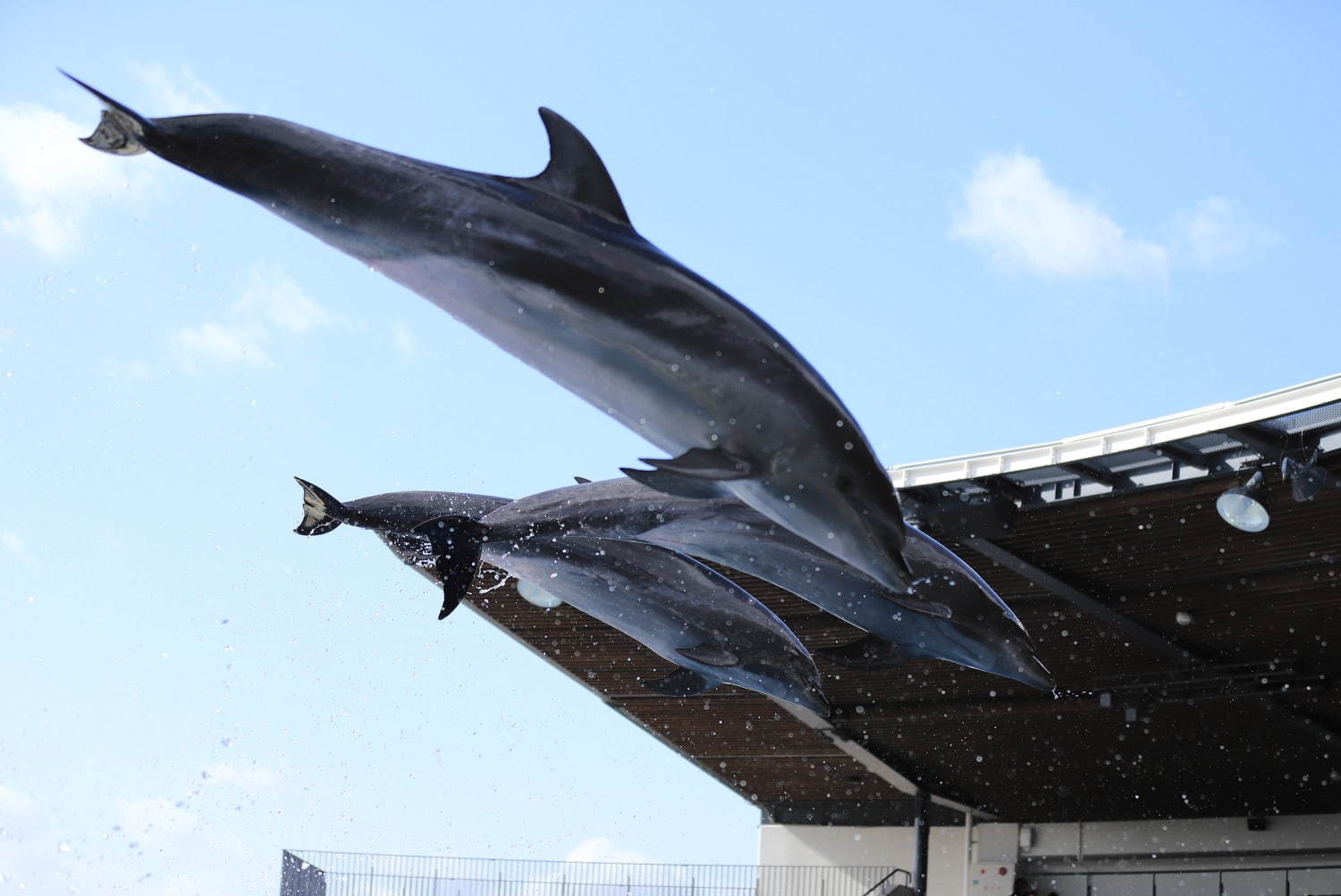 京都水族館「夜のすいぞくかん」すやすや眠るペンギン観察＆鮮やかなライトが彩る劇場型イルカショー｜写真7