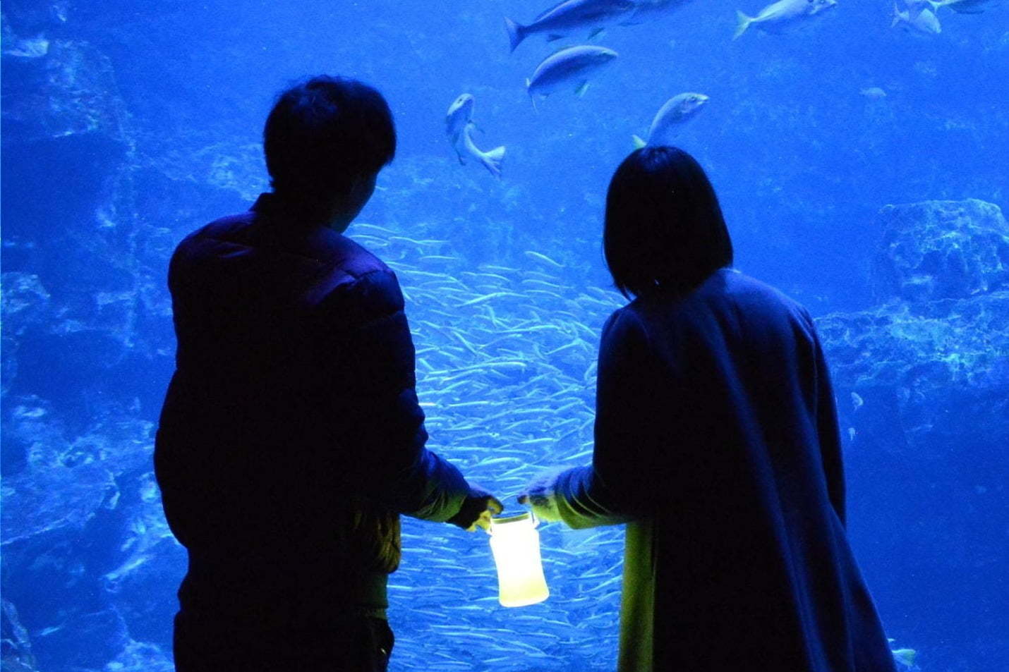 「夜のすいぞくかん」