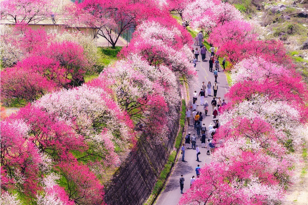 日本一の桃源郷が広がる「昼神温泉花まつり」長野・阿智村で、約10,000本が40kmに｜写真1