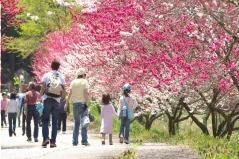 日本一の桃源郷が広がる「昼神温泉花まつり」長野・阿智村で、約10,000本が40kmに｜写真5