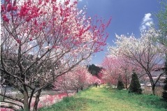 日本一の桃源郷が広がる「昼神温泉花まつり」長野・阿智村で、約10,000本が40kmに｜写真6