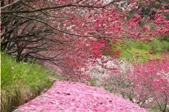 日本一の桃源郷が広がる「昼神温泉花まつり」長野・阿智村で、約10,000本が40kmに｜写真3