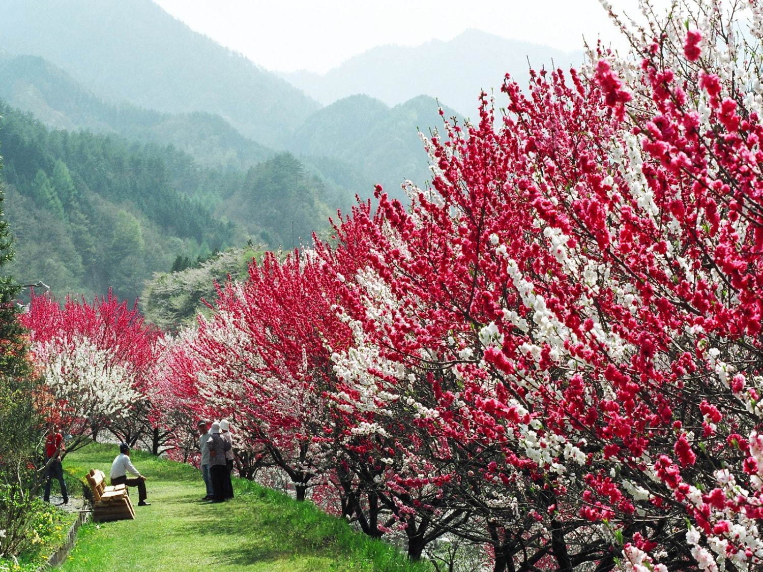 日本一の桃源郷が広がる「昼神温泉花まつり」長野・阿智村で、約10,000本が40kmに｜写真2