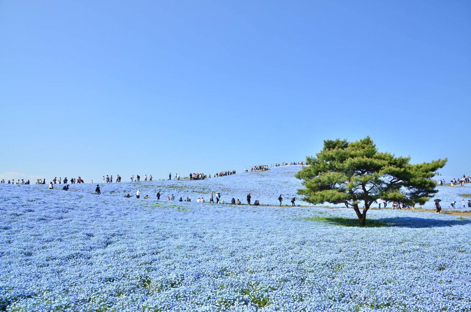 茨城・国営ひたち海浜公園、春の絶景「ネモフィラ」約530万本の“青い絨毯”が一面に｜写真3