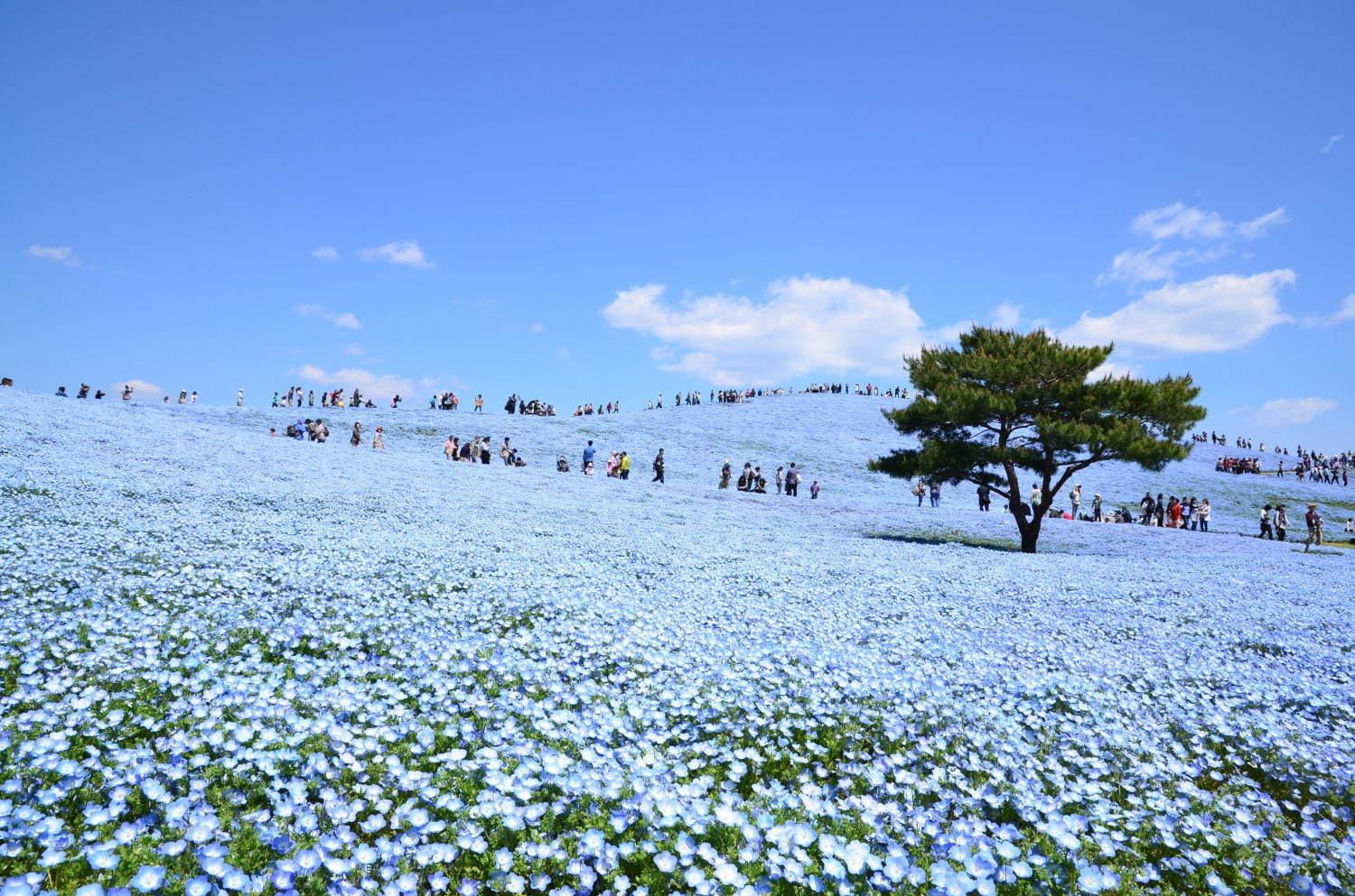 茨城・国営ひたち海浜公園、春の絶景「ネモフィラ」約530万本の“青い絨毯”が一面に｜写真6