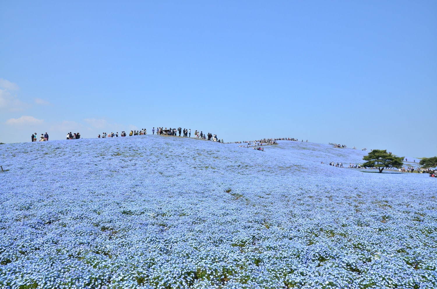 茨城・国営ひたち海浜公園、春の絶景「ネモフィラ」約530万本の“青い絨毯”が一面に｜写真2