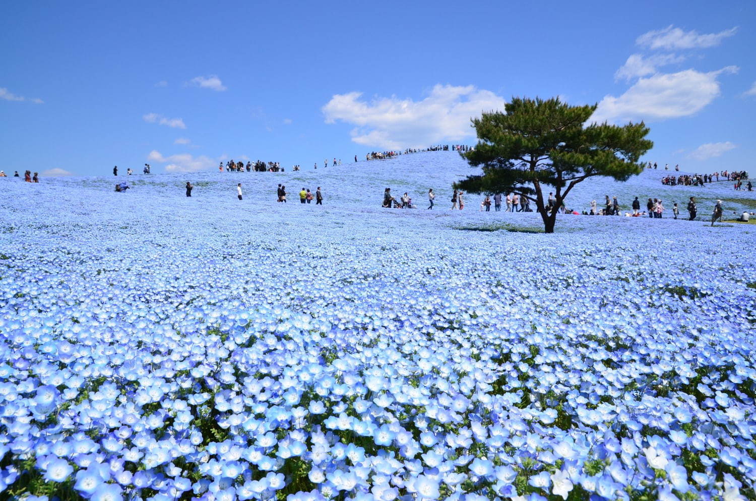 茨城・国営ひたち海浜公園、春の絶景「ネモフィラ」約530万本の“青い絨毯”が一面に｜写真7