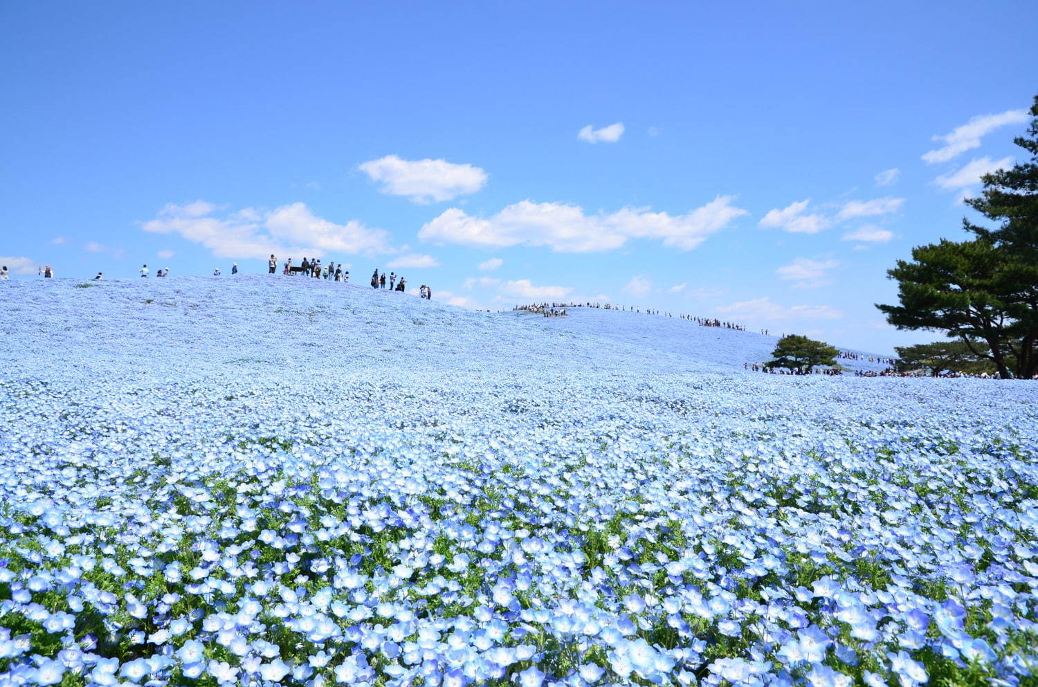 茨城・国営ひたち海浜公園、春の絶景「ネモフィラ」約530万本の“青い絨毯”が一面に｜写真5