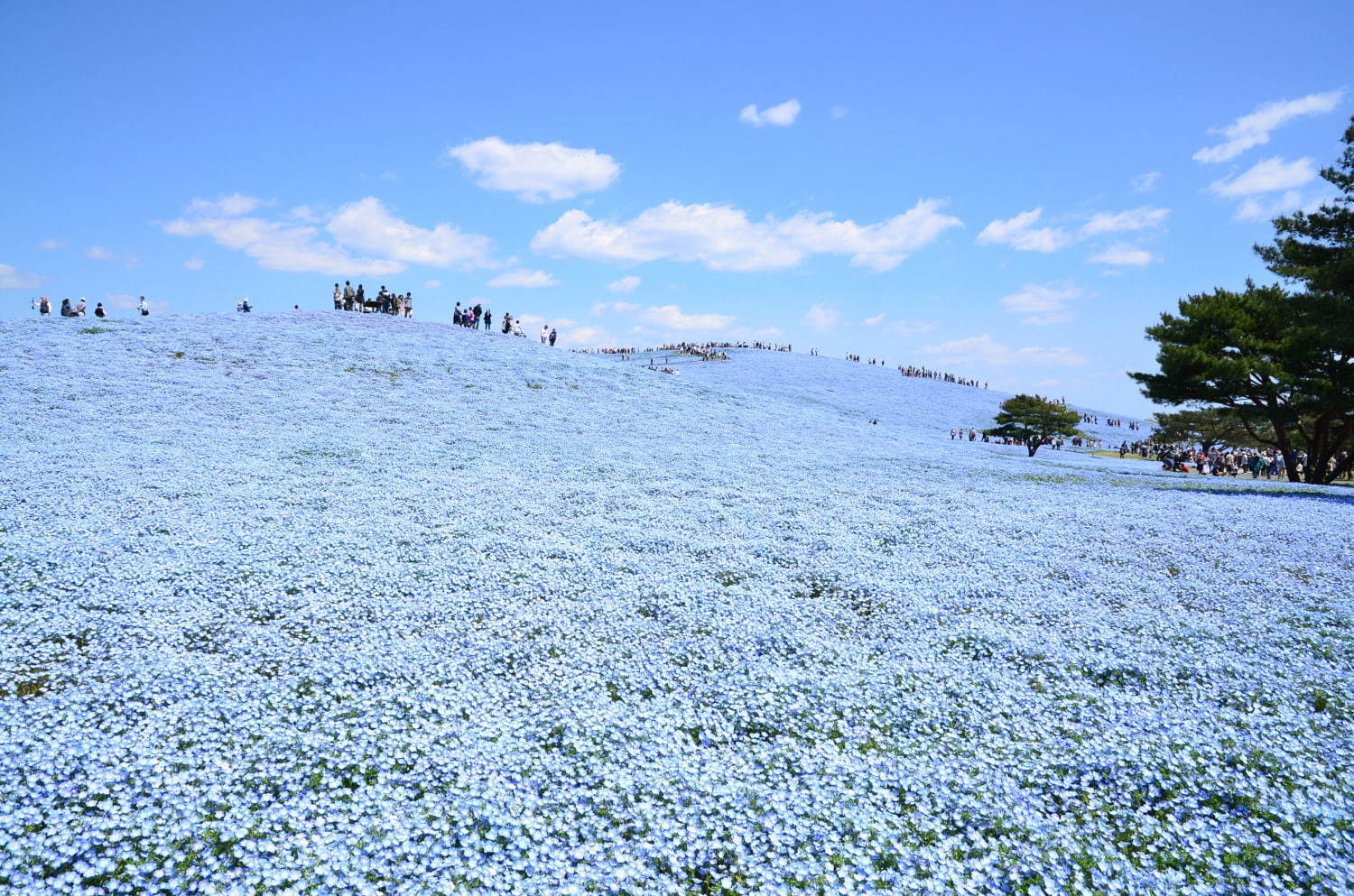 茨城・国営ひたち海浜公園、春の絶景「ネモフィラ」約530万本の“青い絨毯”が一面に｜写真4