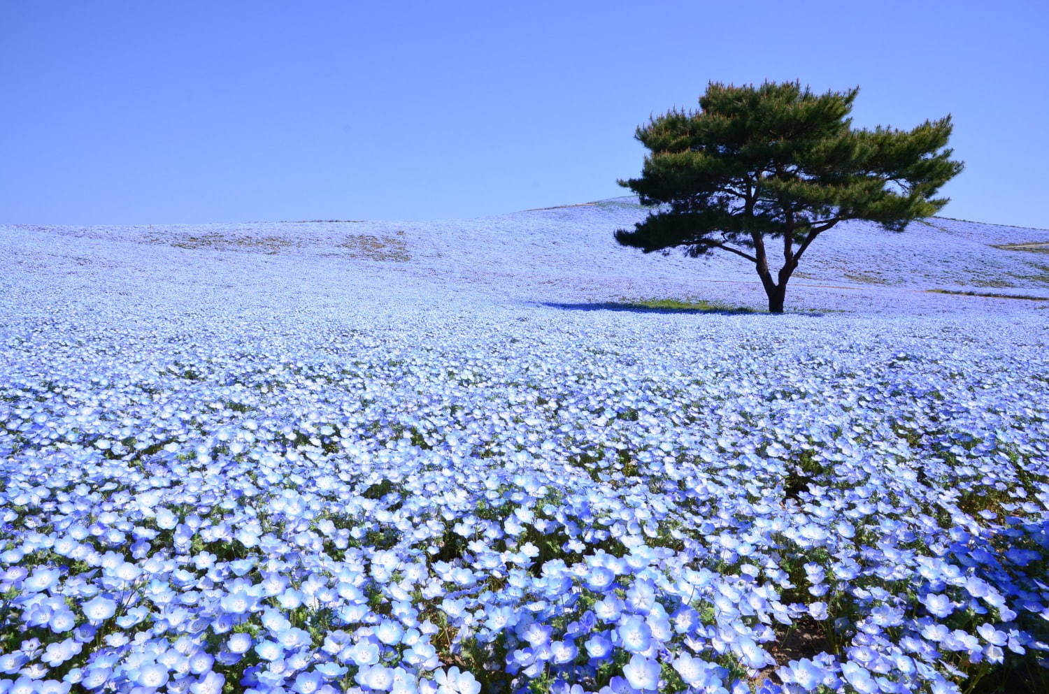 茨城・国営ひたち海浜公園、春の絶景「ネモフィラ」約530万本の“青い絨毯”が一面に｜写真10