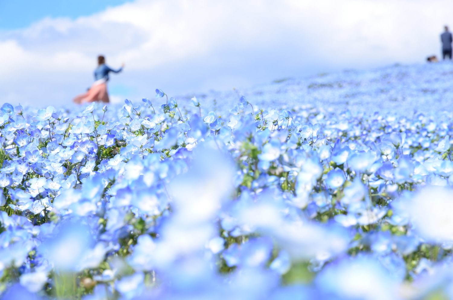 茨城・国営ひたち海浜公園、春の絶景「ネモフィラ」約530万本の“青い絨毯”が一面に｜写真9