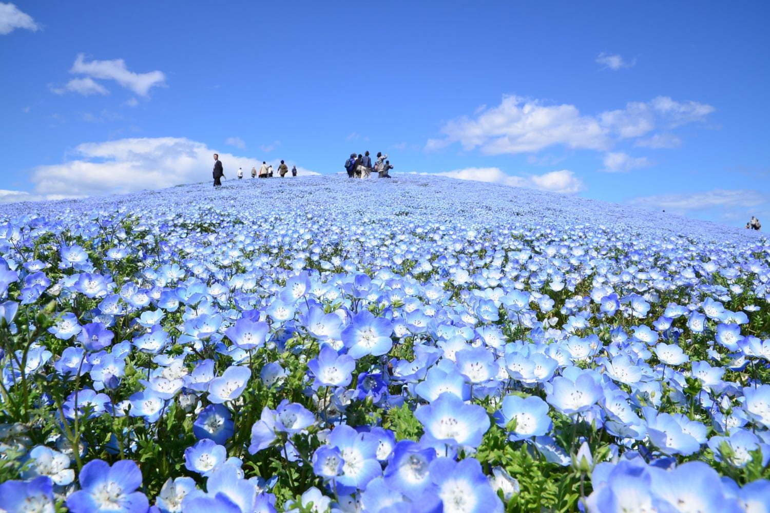 茨城 国営ひたち海浜公園 春の絶景 ネモフィラ 約530万本の 青い絨毯 が一面に ファッションプレス