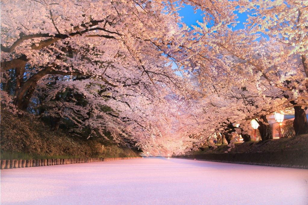 「弘前さくらまつり」青森・弘前公園で、2,600本の桜＆令和を祝したパレードも｜写真3