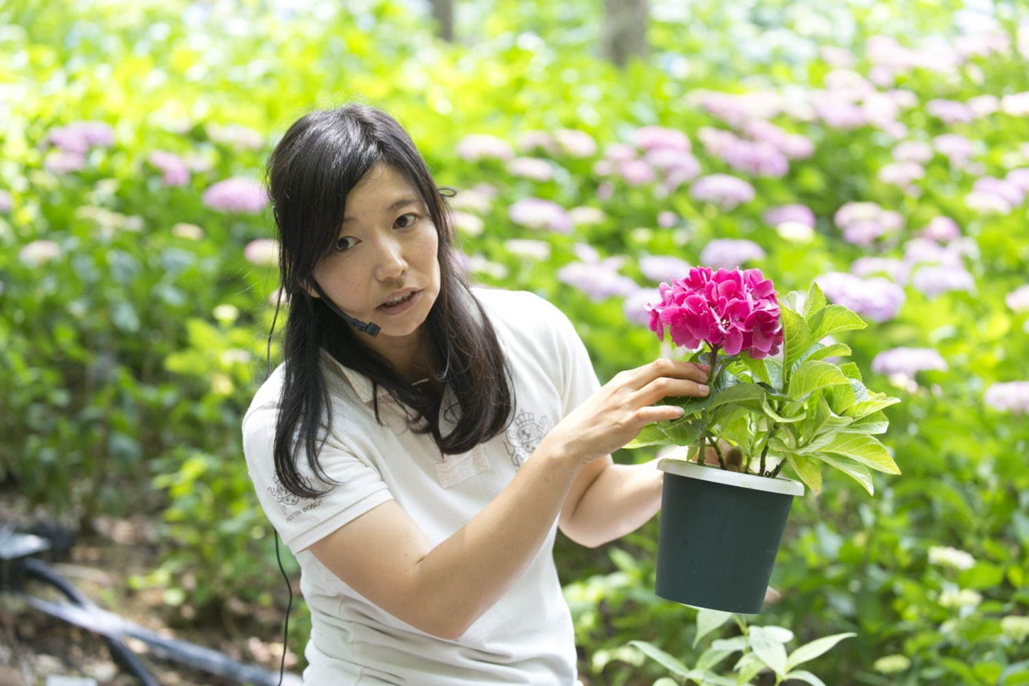 日本最多1,250種が咲く「あじさい祭」長崎ハウステンボスで、“万華鏡空間”で楽しむあじさいドーム｜写真6