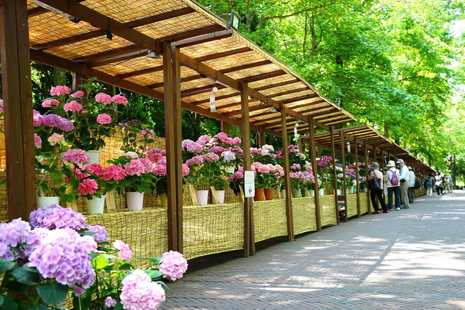 日本最多1,250種が咲く「あじさい祭」長崎ハウステンボスで、“万華鏡空間”で楽しむあじさいドーム｜写真3