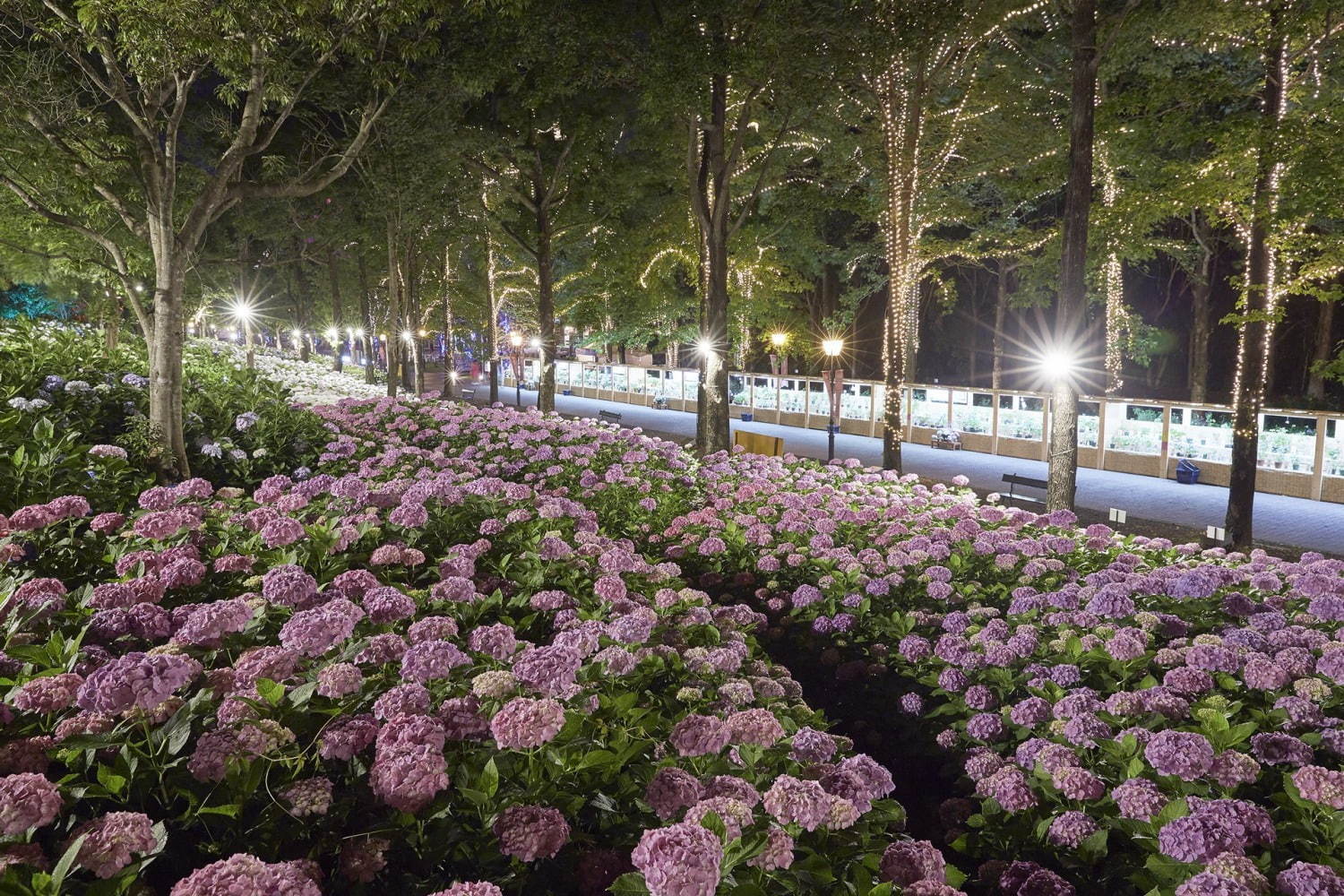 日本最多1,250種が咲く「あじさい祭」長崎ハウステンボスで、“万華鏡空間”で楽しむあじさいドーム｜写真4
