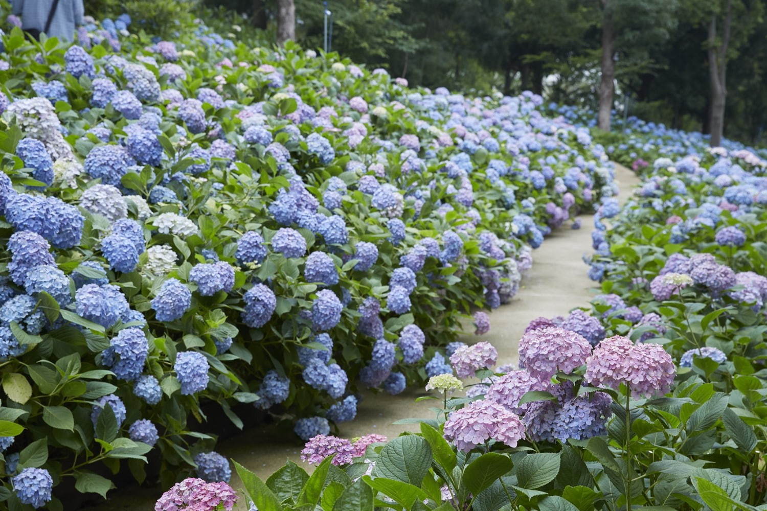 日本最多1,250種が咲く「あじさい祭」長崎ハウステンボスで、“万華鏡空間”で楽しむあじさいドーム｜写真5