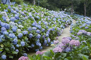 日本最多1 250種が咲く あじさい祭 長崎ハウステンボスで 万華鏡空間 で楽しむあじさいドーム ファッションプレス