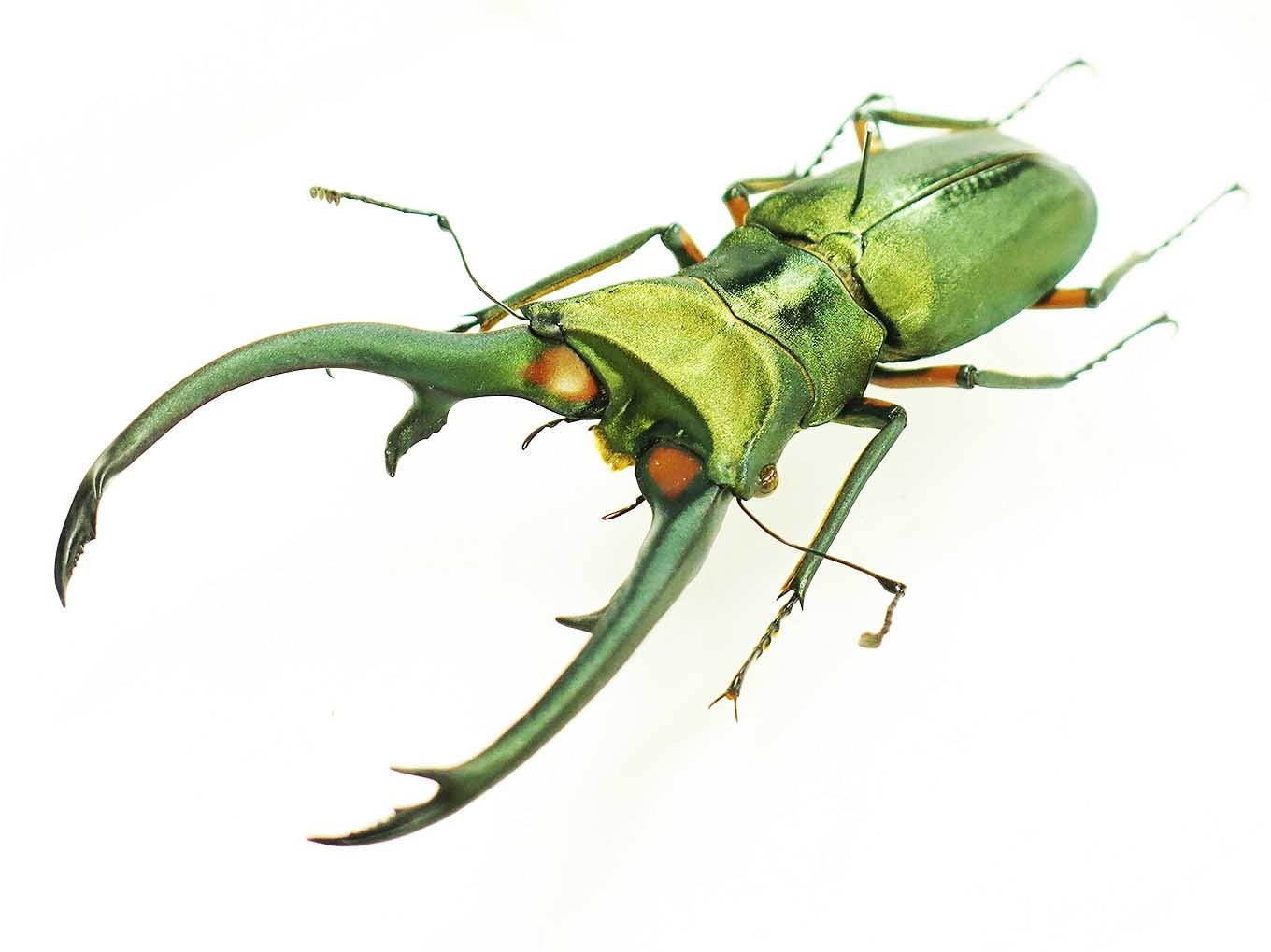 特別展「昆虫」大阪市立自然史博物館で開催、“昆虫の驚く べき世界”を世界で収集した標本と共に紹介｜写真10