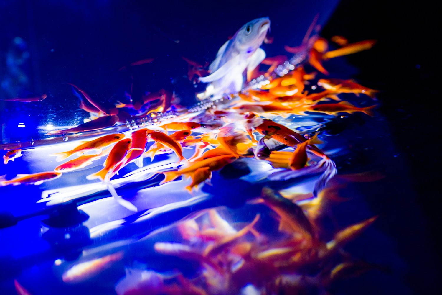 カフェ型水族館「ジュエリーアクアリウム」埼玉・越谷イオンレイクタウンKazeに、2千匹の美魚が舞う｜写真4