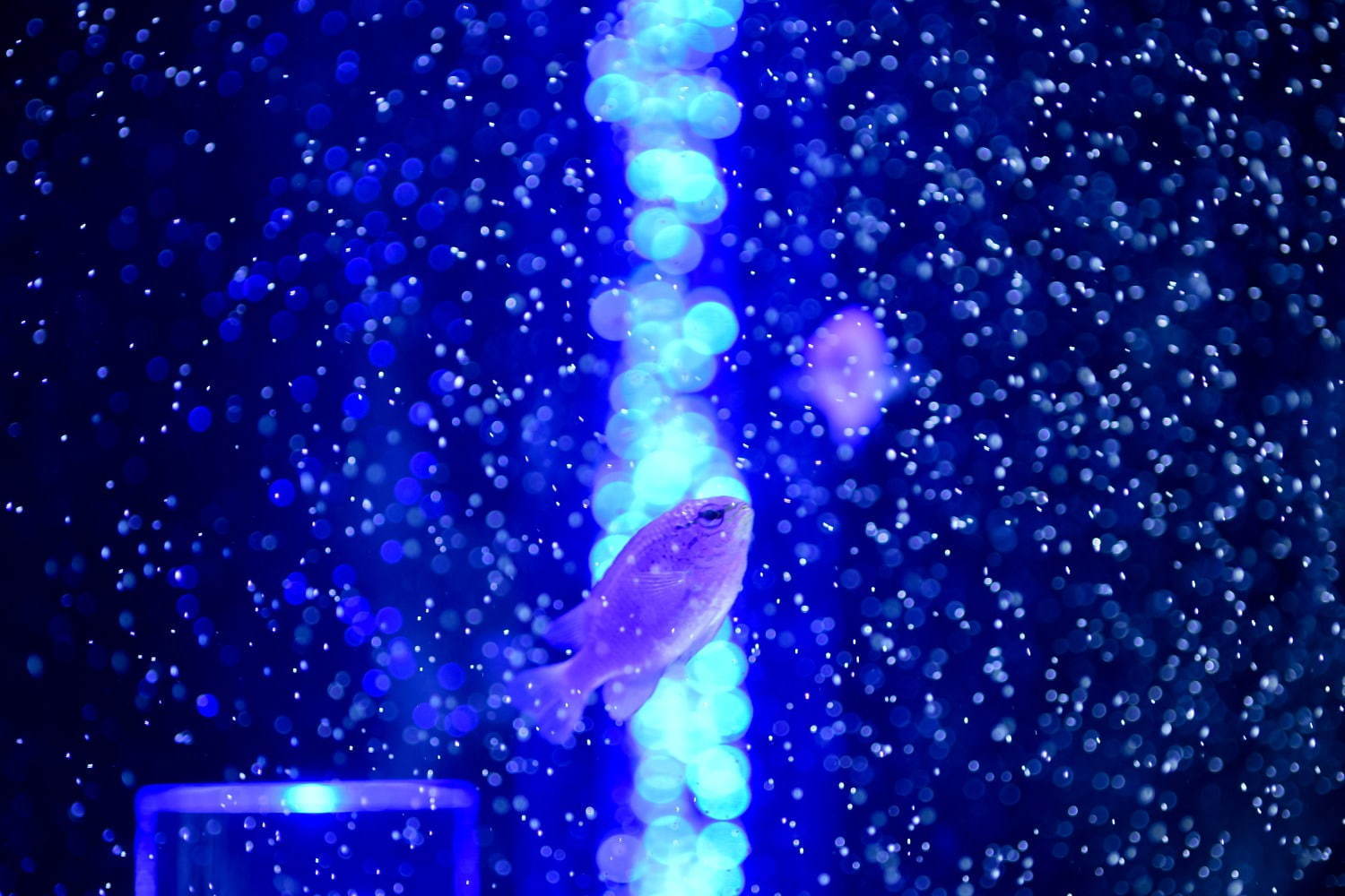 カフェ型水族館「ジュエリーアクアリウム」埼玉・越谷イオンレイクタウンKazeに、2千匹の美魚が舞う｜写真11