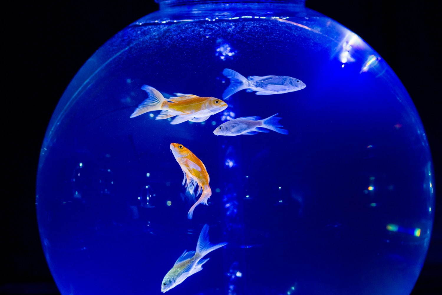 カフェ型水族館「ジュエリーアクアリウム」埼玉・越谷イオンレイクタウンKazeに、2千匹の美魚が舞う｜写真3