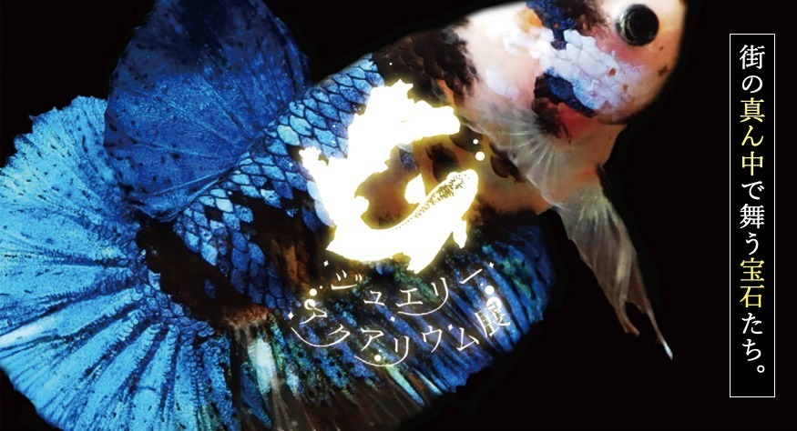 カフェ型水族館「ジュエリーアクアリウム」埼玉・越谷イオンレイクタウンKazeに、2千匹の美魚が舞う｜写真18